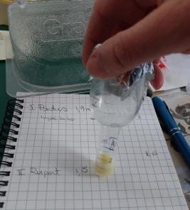 Suomenvuohen siemennestettä koeputkessa