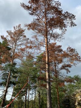 Okakaarnakuoriaisen ja havuparikkaan yhteisvaikutuksesta suuretkin männyt kuolevat nopeasti. Kuva: Eeva Terhonen, Luke.
