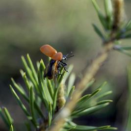 Haavanlehtikuoriainen