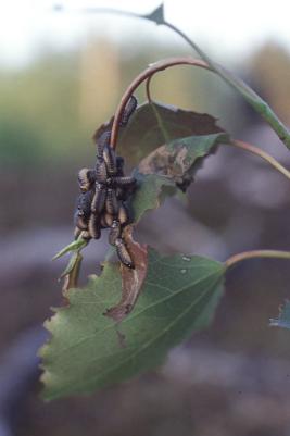 Haavanlehtikuoriainen