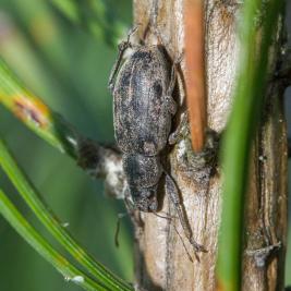 Harmaamäntykärsäkäs