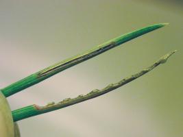 Harmaamäntykärsäkäs