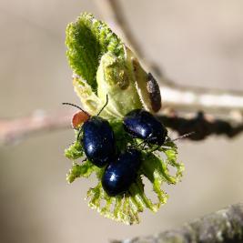 Idänlehtikuoriaisaikuinen