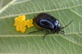  Idänlehtikuoriainen munimassa