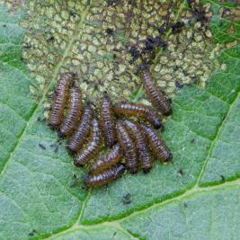 Idänlehtikuoriaisen toukat