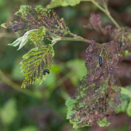 Idänlehtikuoriaisen syönti
