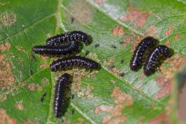 Idänlehtikuoriaisen toukat