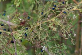 Idänlehtikuoriaisen syöntiä