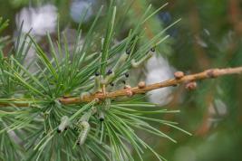 Isolehtikuusipistiäinen