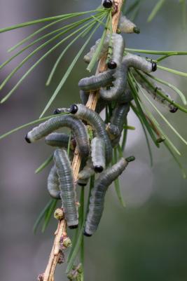Isolehtikuusipistiäinen