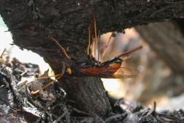 Jättipuupistiäinen