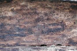 Kirjanpainajan syömäjälkiä kaarnassa