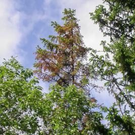  Kirjanpainajan valtaama kuusi