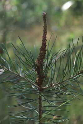  Kirjokudospistiäisen toukan syöntijälki
