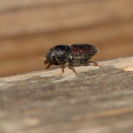 Koivunmantokuoriainen