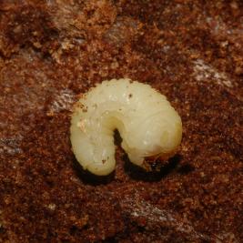 Koivunmantokuoriainen