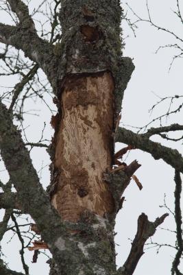 Koivunmantokuoriainen