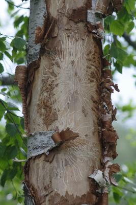 Koivunmantokuoriainen