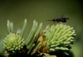 Kuusenneulaspistiäinen