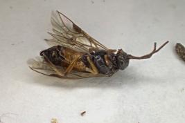 Kuusenneulaspistiäinen