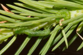 Kuusenneulaspistiäinen