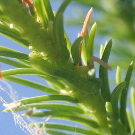 Kuusenneulaspistiäinen