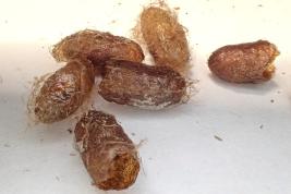 Kuusenneulaspistiäinen