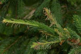 Kuusenneulaspistiäinen