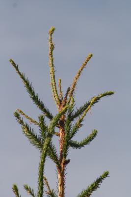 Kuusenneulaspistiäinen