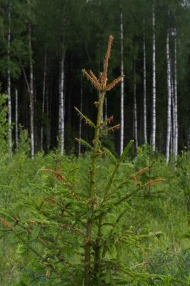Kuusenneulaspistiäinen