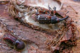 Kuusenpikikärsäkäs