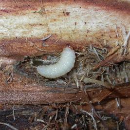 Kuusenpikikärsäkäs