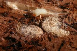 Kuusenpikikärsäkäs