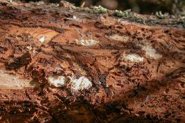 Kuusenpikikärsäkäs