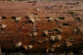 Kuusenpikikärsäkäs