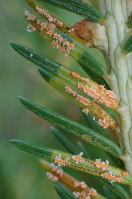 Kuusensuopursuruoste