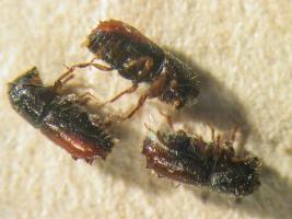 Kuusentähtikirjaaja