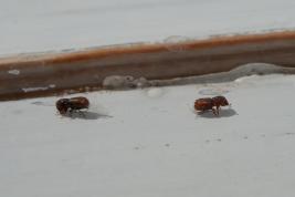 Kuusentähtikirjaaja