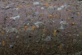 Kuusentähtikirjaaja