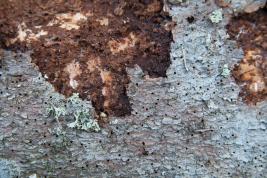 Kuusentähtikirjaaja