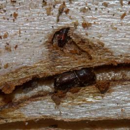 Kuusentähtikirjaaja