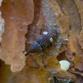 Latvapikikärsäkäs