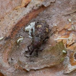 Latvapikikärsäkäs