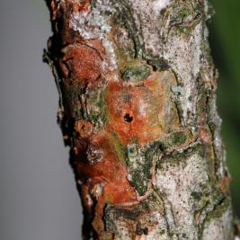 Latvapikikärsäkäs