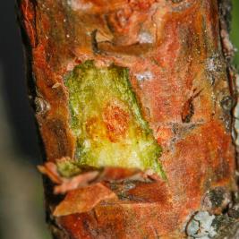 Latvapikikärsäkäs