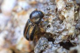 Lehtitikaskuoriainen 