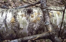 Lehtitikaskuoriainen 