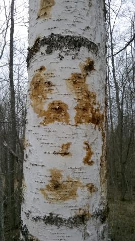 Lehtitikaskuoriainen 