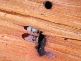 Lehtitikaskuoriainen 