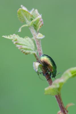 Lepänlehtikuoriainen